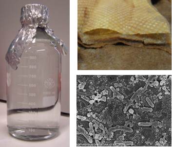 Fluid- und Filterprobe aus einer geothermischen Anlage. REM Aufnahme von einer Filterprobe mit Mikroorganismen und mineralischen Ausfällungen