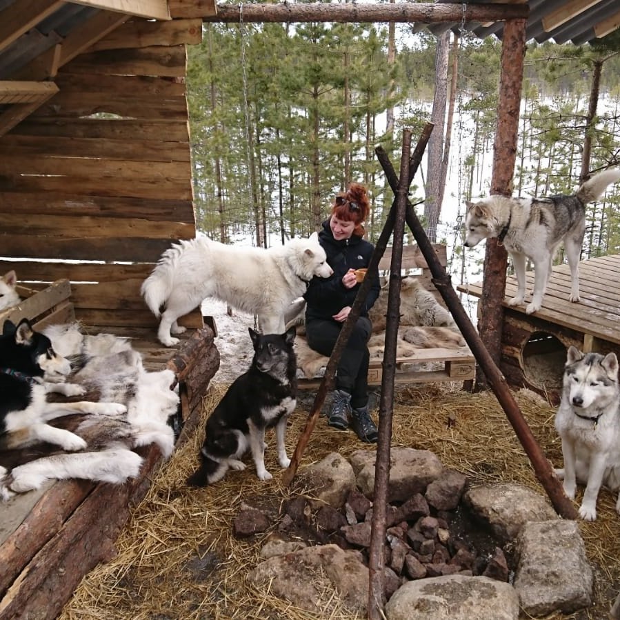 Studierende in Finnland mit einem Rudel Hunde