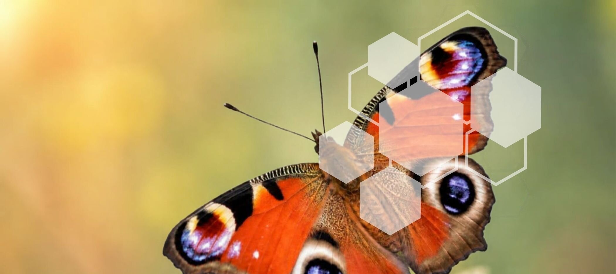 Ein Schmetterling als Symbol für Schlüsseltechnologien.