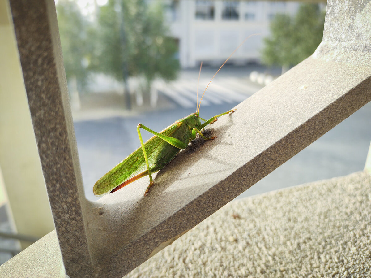 Heuschrecke auf der Außentreppe