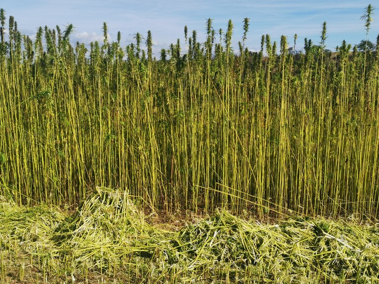 Nutzhanf Hochschule Merseburg